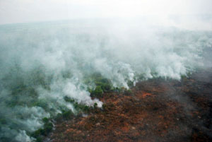 Tiga Hektare Lahan di Pekanbaru Terbakar
